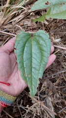 Smilax tomentosa
