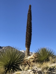 Puya raimondii