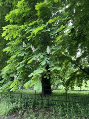 Aesculus hippocastanum