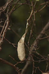 Rothschildia arethusa