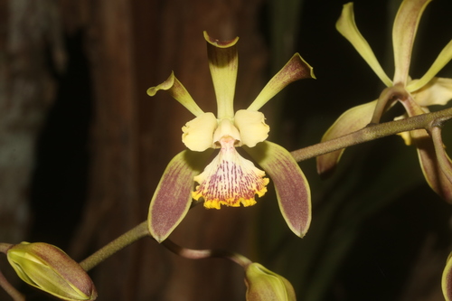 Image of Encyclia alata by (c) Juan Cruzado Cortés, some rights reserved (CC BY-SA)