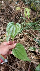 Smilax tomentosa