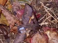 Ischyja marapok