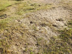 Oryctolagus cuniculus