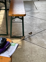 Passer domesticus