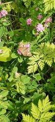 Muschampia orientalis