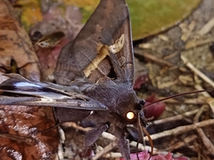 Ischyja marapok