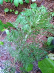 Senecio bipinnatisectus