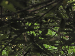 Geothlypis tolmiei