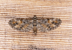 Eupithecia graefii