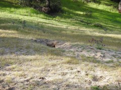 Oryctolagus cuniculus