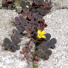 Oxalis corniculata repens