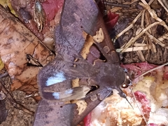 Ischyja marapok