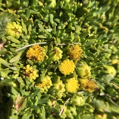 Senecio gamolepis