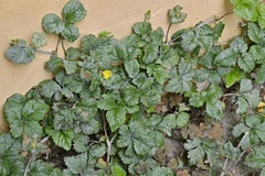 Potentilla indica