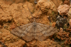 Scopula rubraria