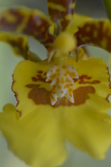 Oncidium sphacelatum
