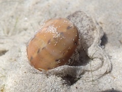 Naticarius alapapilionis