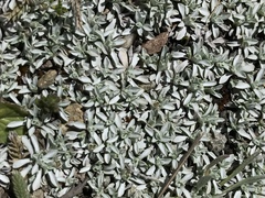 Lucilia kunthiana