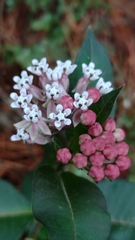 Asclepias pellucida