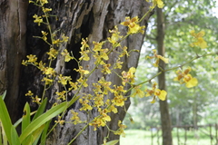 Oncidium sphacelatum