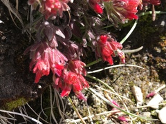 Castilleja alpicola