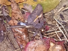 Ischyja marapok