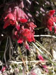 Castilleja alpicola
