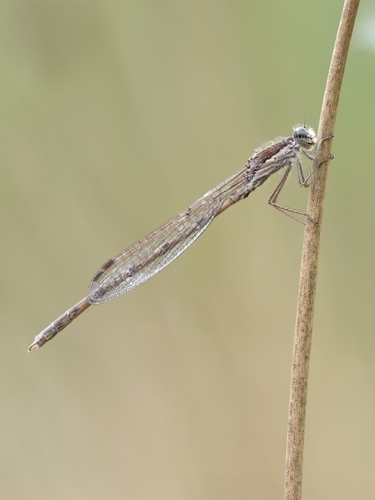 Common Winter Damselfly photo 3