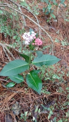 Asclepias pellucida
