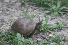 Terrapene carolina