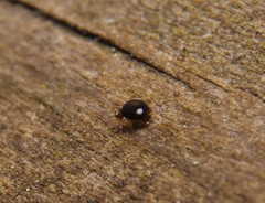 Sminthurinus quadrimaculatus