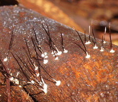 Xylaria filiformis