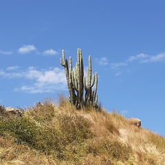 Trichocereus bridgesii