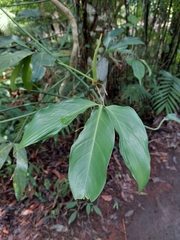 Philodendron tripartitum