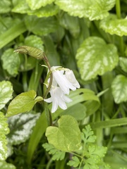 Ornithogalum nutans