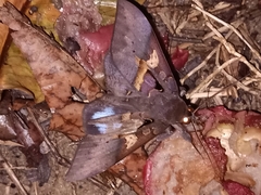 Ischyja marapok