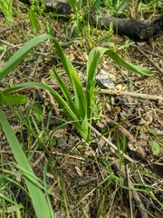 Colchicum umbrosum