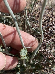 Eriogonum plumatella