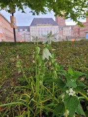 Ornithogalum nutans