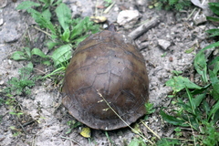 Terrapene carolina