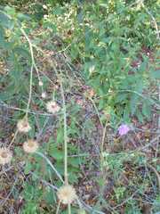 Vernoniastrum acuminatissimum