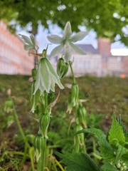 Ornithogalum nutans