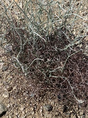 Eriogonum plumatella