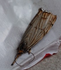 Chrysocramboides craterella