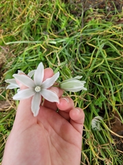 Ornithogalum nutans