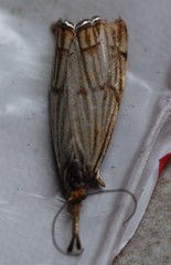 Chrysocramboides craterella