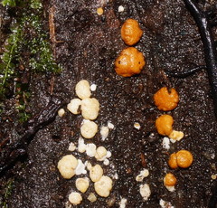 Trichoderma paraviridescens