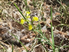 Linaria loeselii