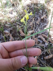 Linaria loeselii